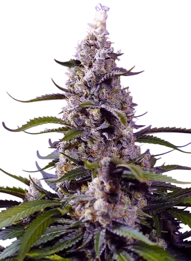 Banana Cream Cake XL Auto