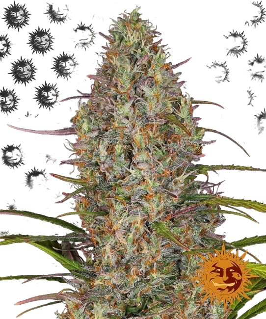 Glue Gelato Auto | AUTOFEM | Barneys Farm