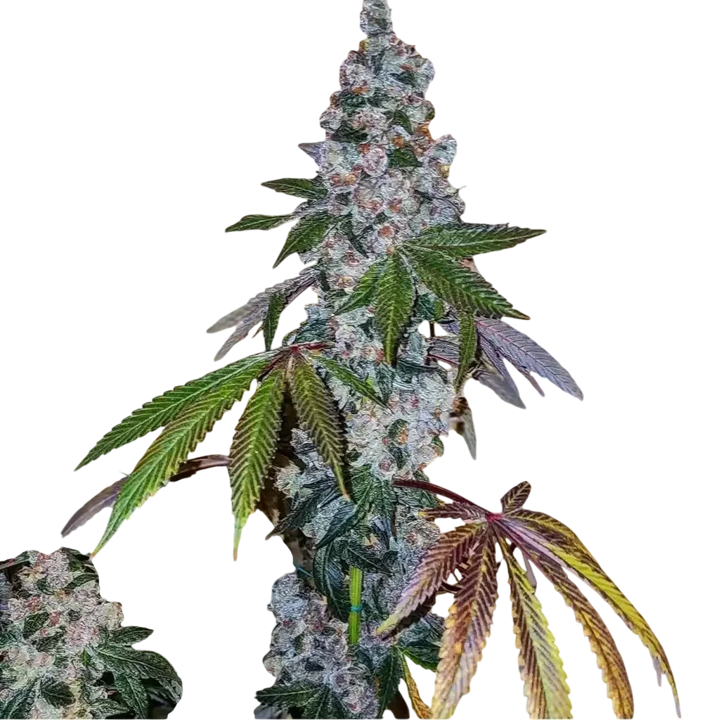 Cherry Pie OG S1 – Produktansicht