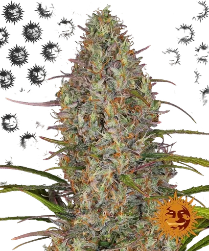 Glue Gelato Auto | AUTOFEM | Barneys Farm
