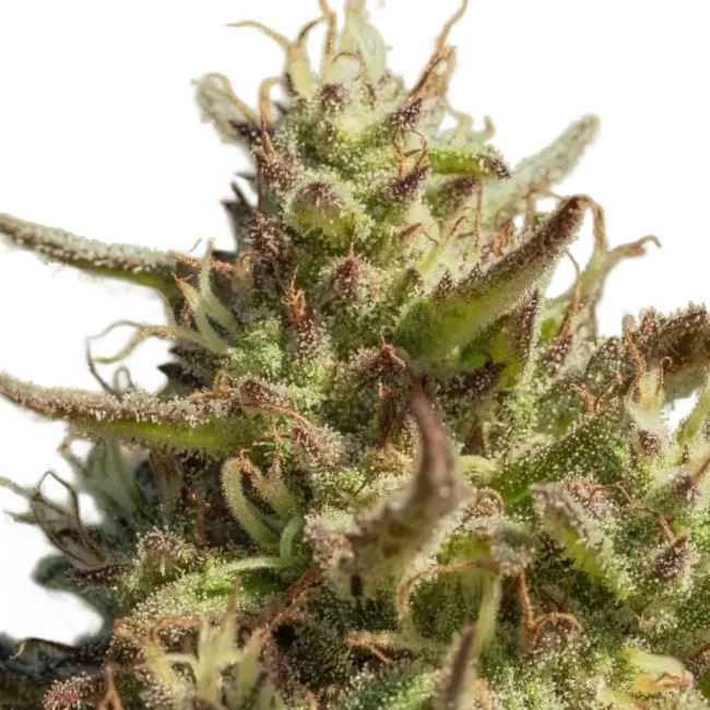 Chingona Fast | PHOTOFEM | Atlas Seed