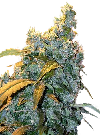 Chronic | PHOTOREG | Serious Seeds