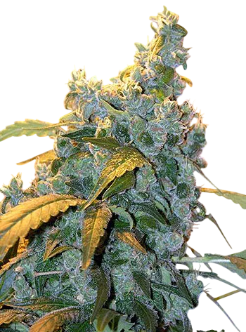Chronic