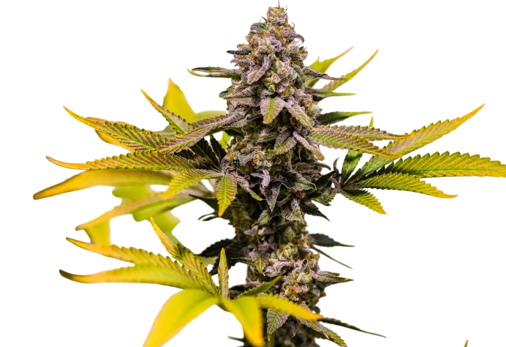 Cinderella 99 | PHOTOREG | Brothers Grimm Seeds