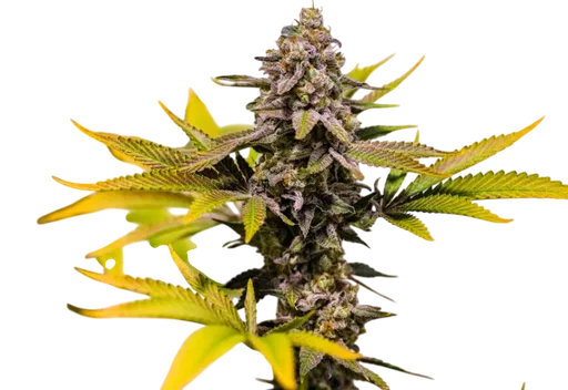 Cinderella 99 | PHOTOREG | Brothers Grimm Seeds