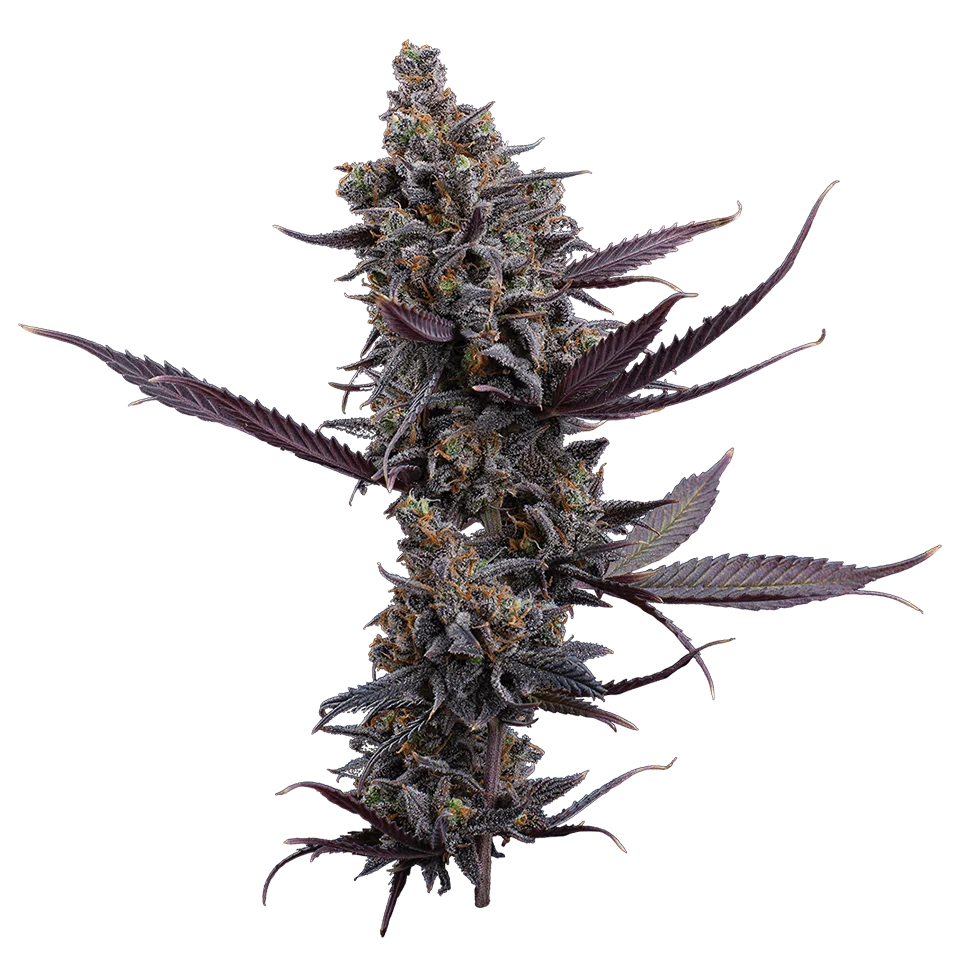 Cinderella Pineapple | PHOTOFEM | Brothers Grimm Seeds
