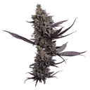Cinderella Pineapple | PHOTOFEM | Brothers Grimm Seeds