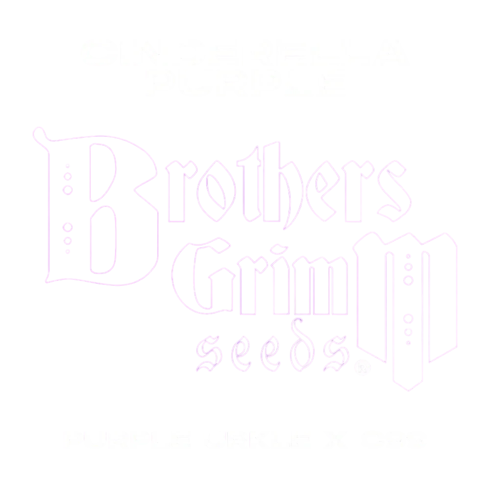 Cinderella Purple | PHOTOFEM | Brothers Grimm Seeds