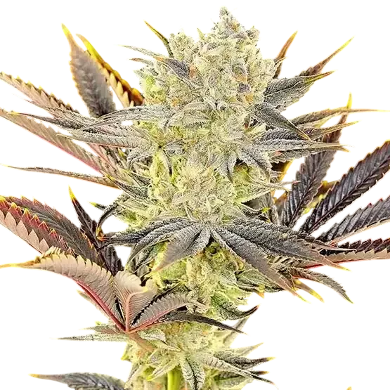 Citradelic Sunset – Produktansicht