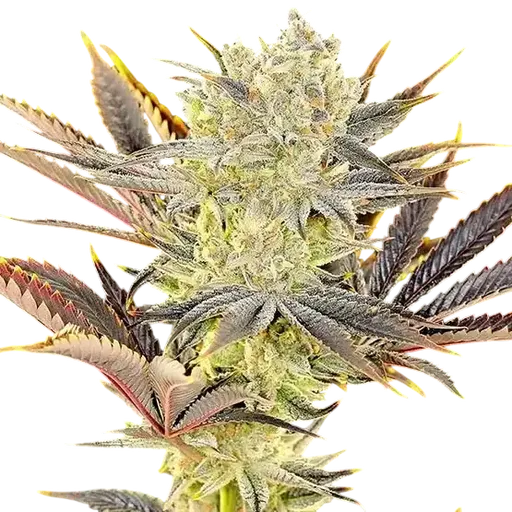 Citradelic Sunset | PHOTOFEM | Ethos Genetics
