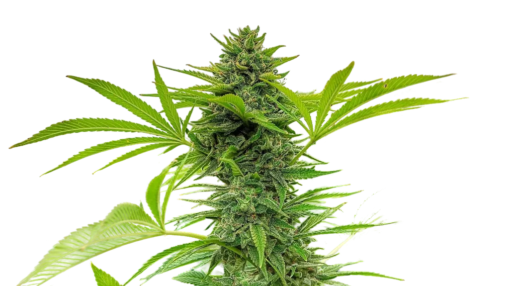 Clementine Slush | PHOTOFEM | Cali Connection
