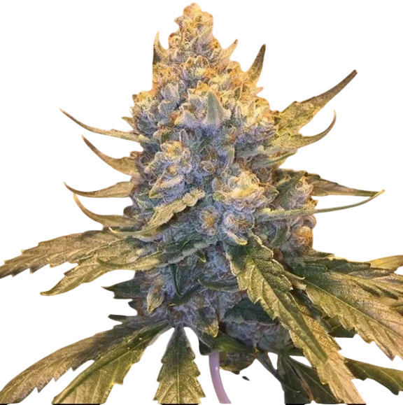 Cocoa OG | PHOTOREG | Grand Daddy Genetics