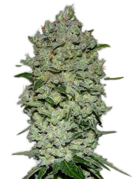 Collection #1 Auto | AUTOFEM | Advanced Seeds