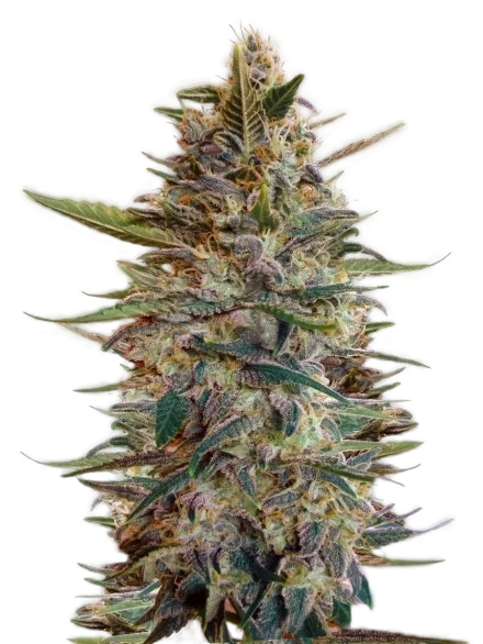 Collection #2 Auto | AUTOFEM | Advanced Seeds