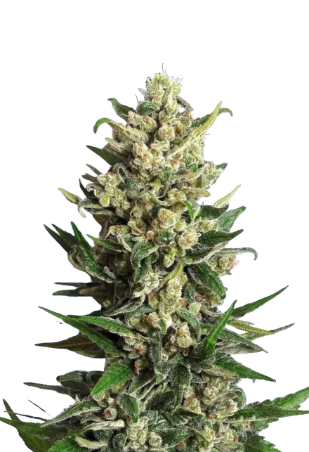 Collection #2 | PHOTOFEM | Advanced Seeds