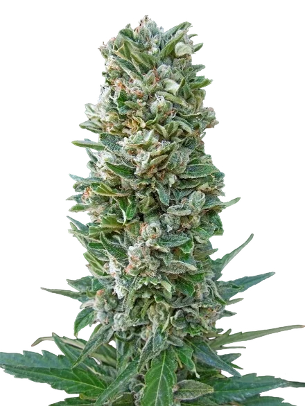 Collection #3 Auto | AUTOFEM | Advanced Seeds
