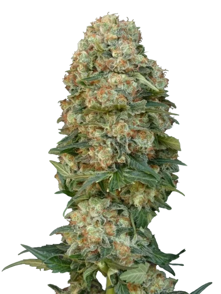 Collection #4 Auto | AUTOFEM | Advanced Seeds