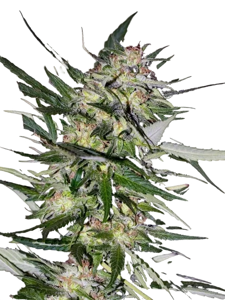 Collection #4 | PHOTOFEM | Advanced Seeds