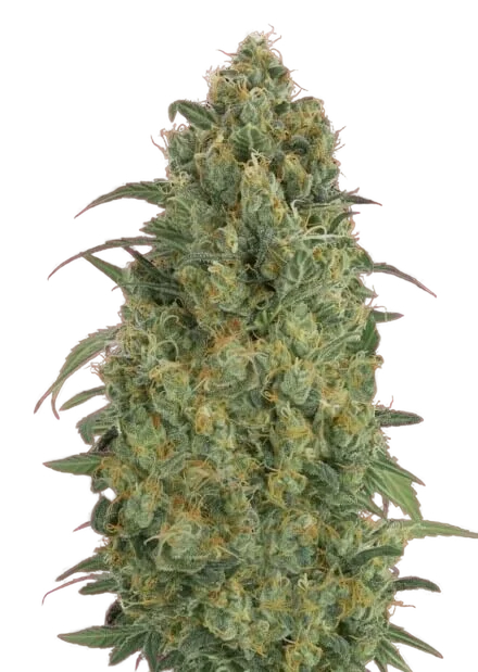 Collection #5 Auto | AUTOFEM | Advanced Seeds
