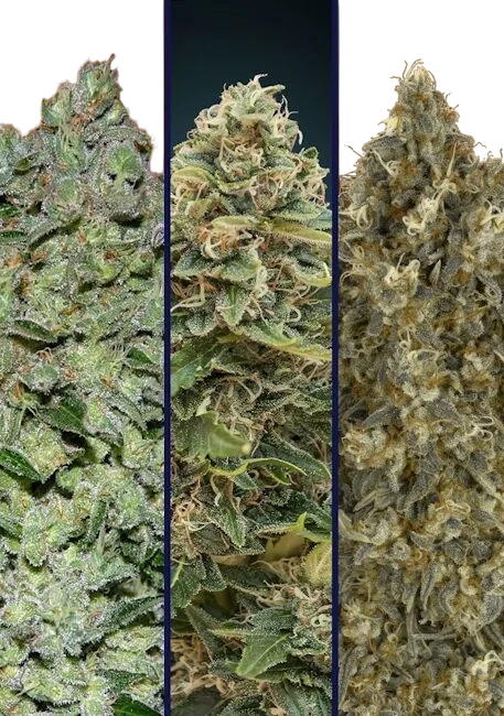 Collection #7 Auto | AUTOFEM | Advanced Seeds