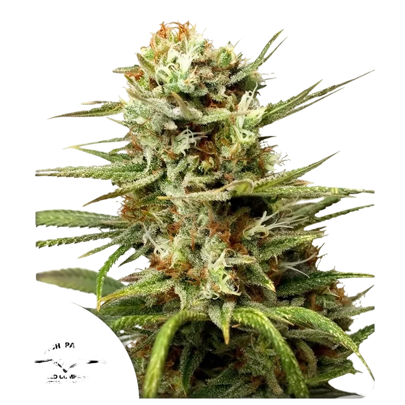 White Widow Auto | AUTOFEM | Dutch Passion