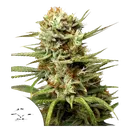 White Widow Auto | AUTOFEM | Dutch Passion