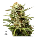 White Widow Auto | AUTOFEM | Dutch Passion