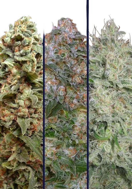 Collection #8 | PHOTOFEM | Advanced Seeds