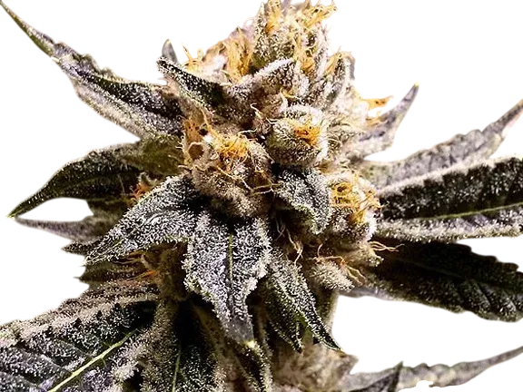 Confidential Purp | PHOTOFEM | Grand Daddy Genetics