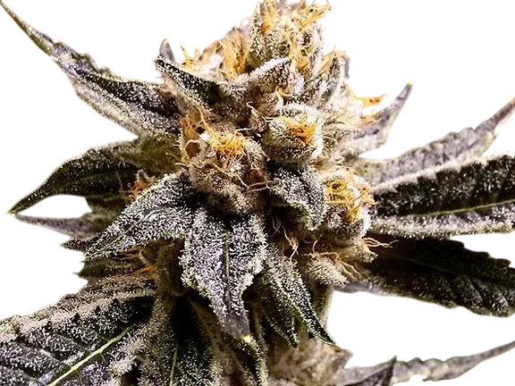 Confidential Purp | PHOTOFEM | Grand Daddy Genetics