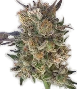 Coogies | PHOTOREG | Grand Daddy Genetics