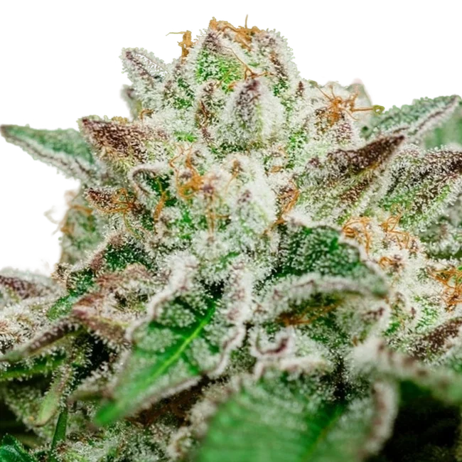 Cosmic Crashers | PHOTOFEM | Atlas Seed