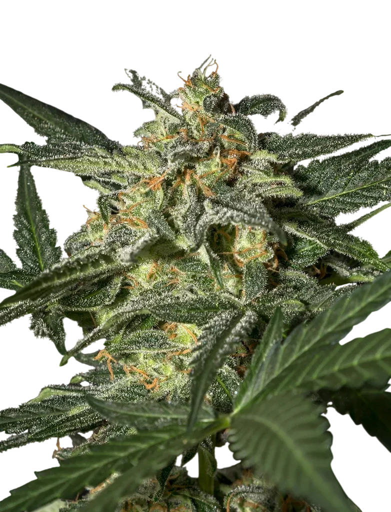 White Widow Auto – Produktansicht
