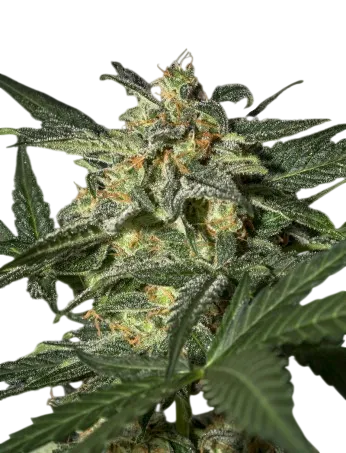 White Widow Auto | AUTOFEM | Greenhouse Seed Co.