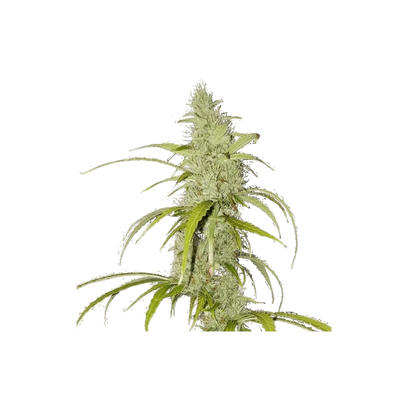 Creeper Auto | AUTOFEM | Super Sativa Seed Club