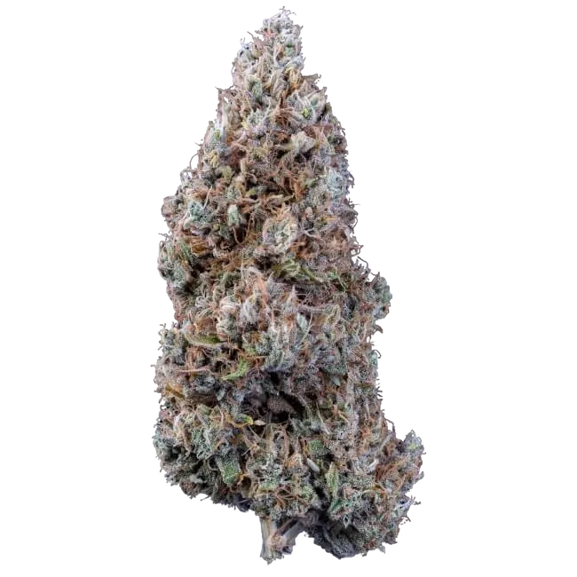Crème Bubbly Auto | AUTOFEM | Mephisto Genetics