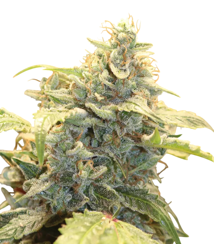 Creme-Tasmo Auto | AUTOFEM | Mephisto Genetics