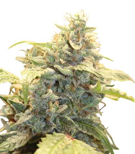 Creme-Tasmo Auto | AUTOFEM | Mephisto Genetics