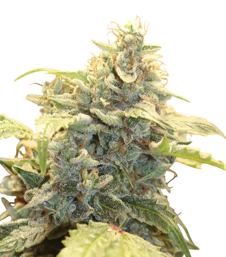 Creme-Tasmo Auto