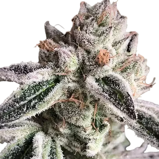 Crescendo RBX1 | PHOTOFEM | Ethos Genetics