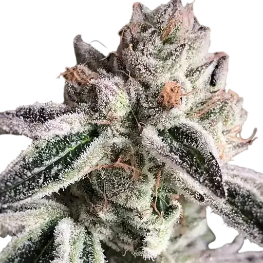 Crescendo RBX1 | PHOTOFEM | Ethos Genetics