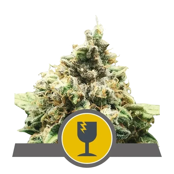 Critical | PHOTOREG | Royal Queen Seeds