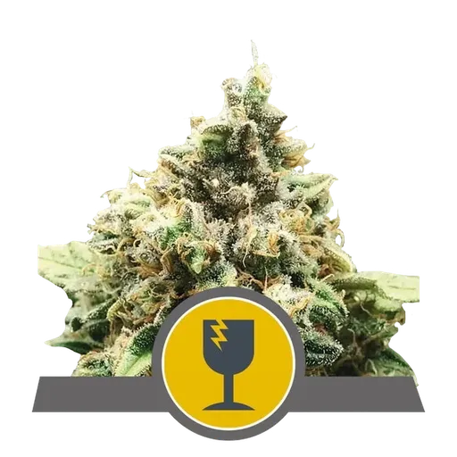 Critical | PHOTOREG | Royal Queen Seeds