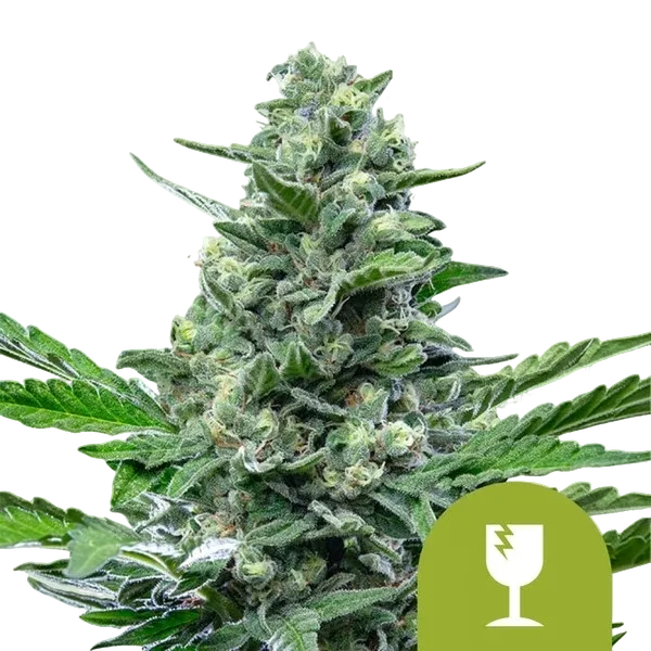 Critical Auto | AUTOFEM | Royal Queen Seeds