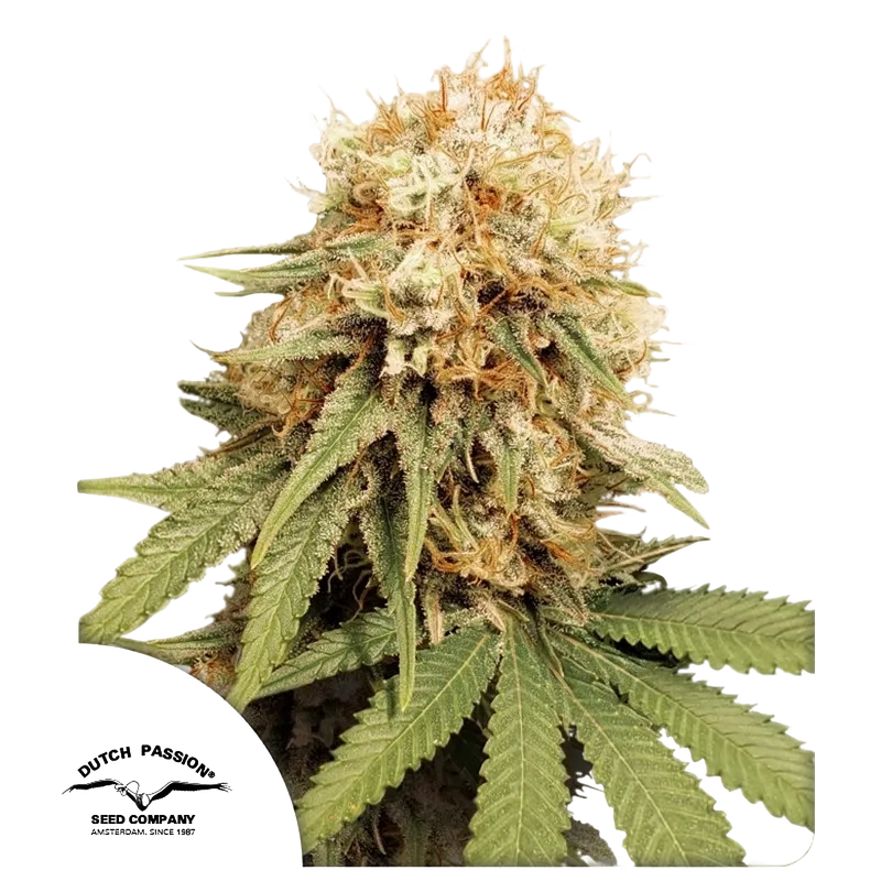 White Widow | PHOTOFEM | Dutch Passion