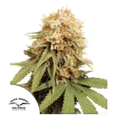 White Widow | PHOTOFEM | Dutch Passion
