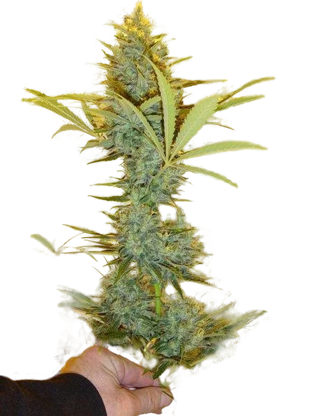 Critical Haze | PHOTOREG | Mr. Nice Seedbank