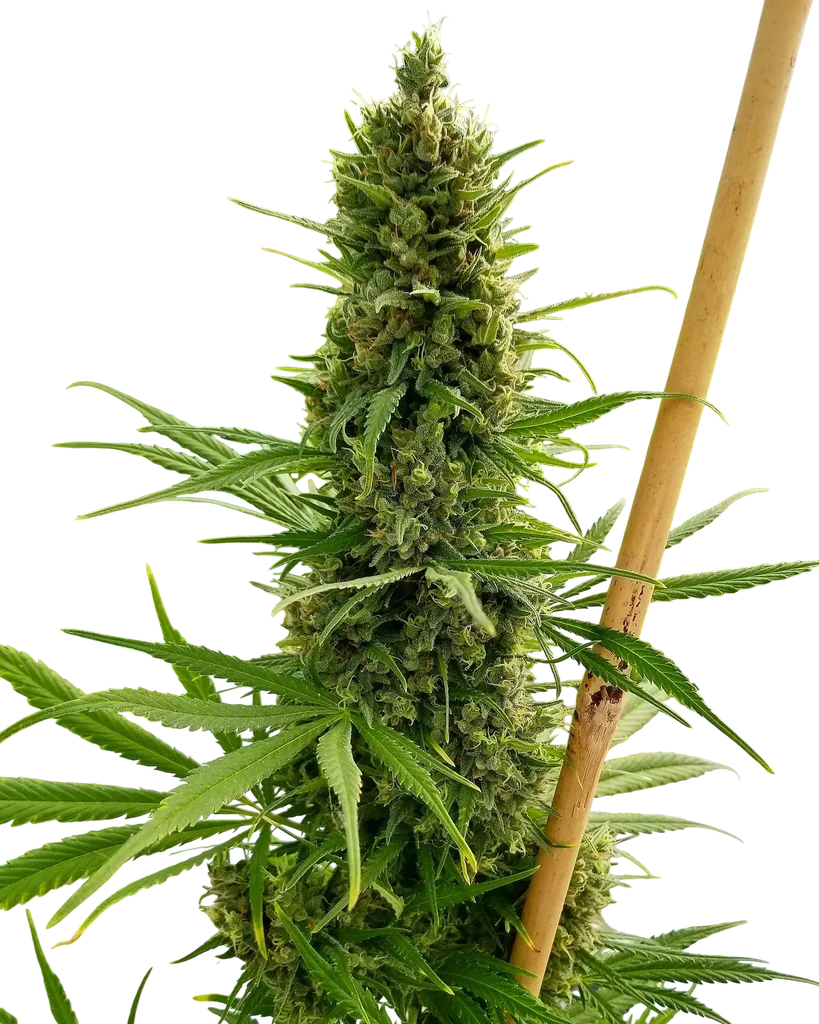 Critical Haze | PHOTOREG | Mr. Nice Seedbank