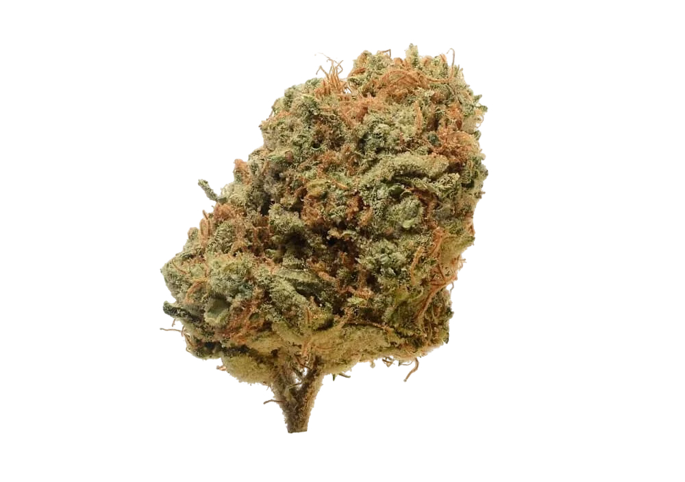 Critical Mass | PHOTOREG | Amsterdam Genetics