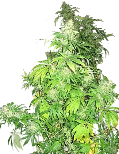 Critical Mass Mr Nice